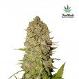 Pineapple Express Auto - FastBuds